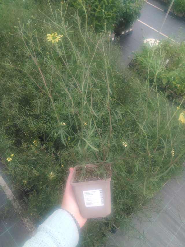 Coreopsis Moonbeam - 2024