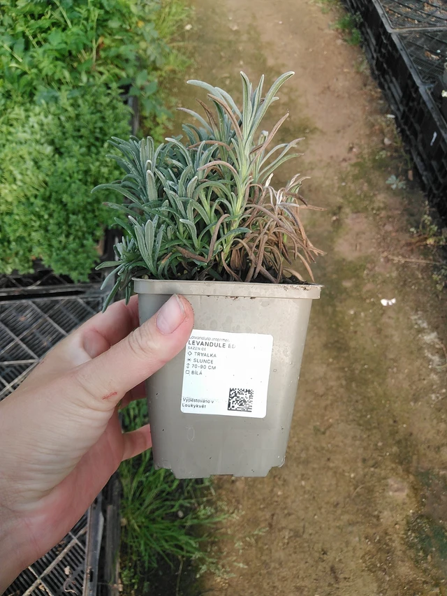 Laventeli Edelweiss - 19. 8. 2025