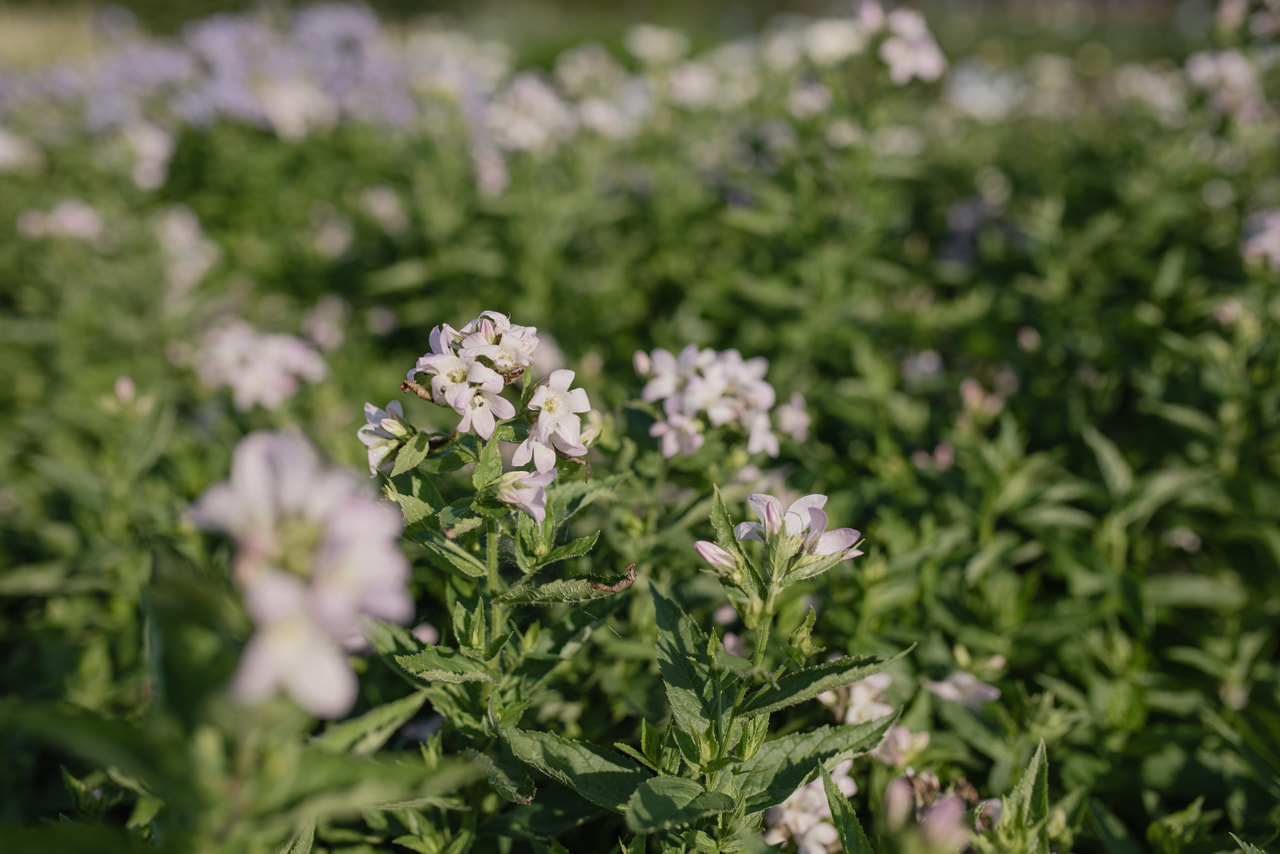 Maitokello Loddon Anna, Loukykvět