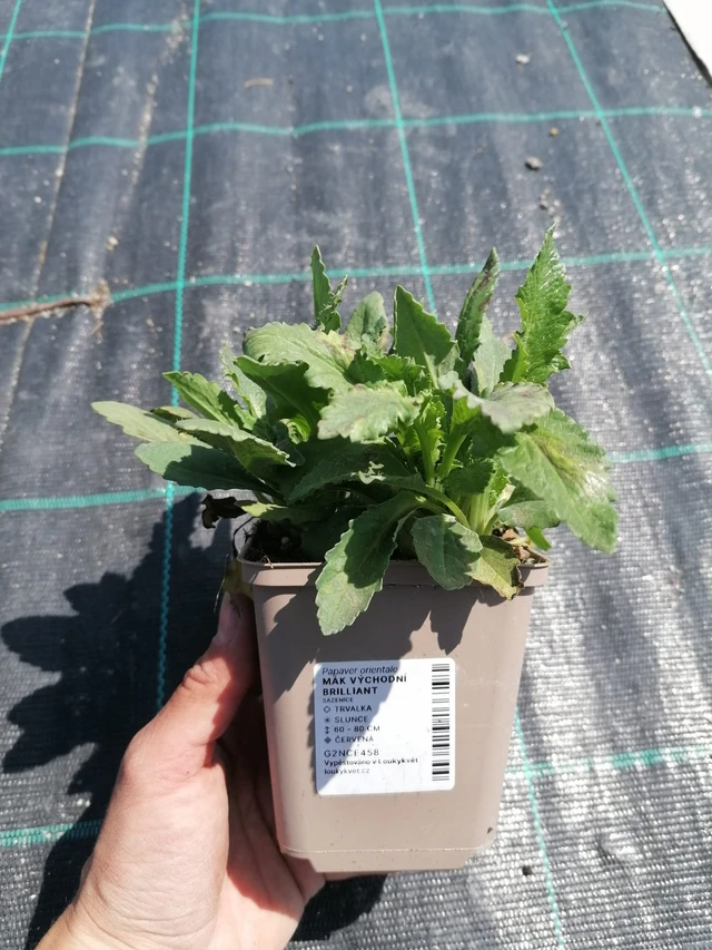 Idänunikko Brilliant - 2024