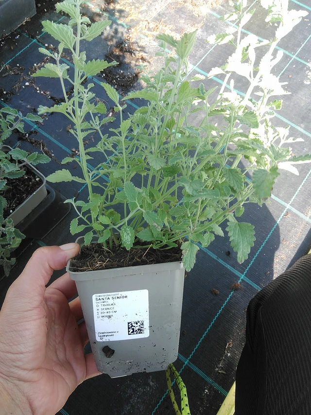 Kissanminttu Senior - 11. 9. 2025