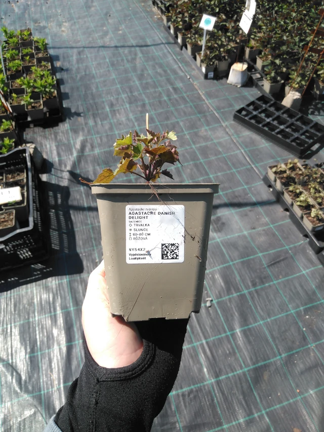 Agastache Danish Delight - 13. 5. 2025