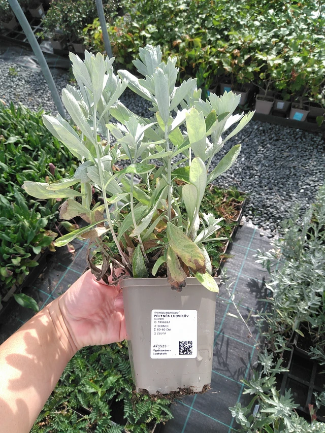 Artemisia ludoviciana - 11. 7. 2025