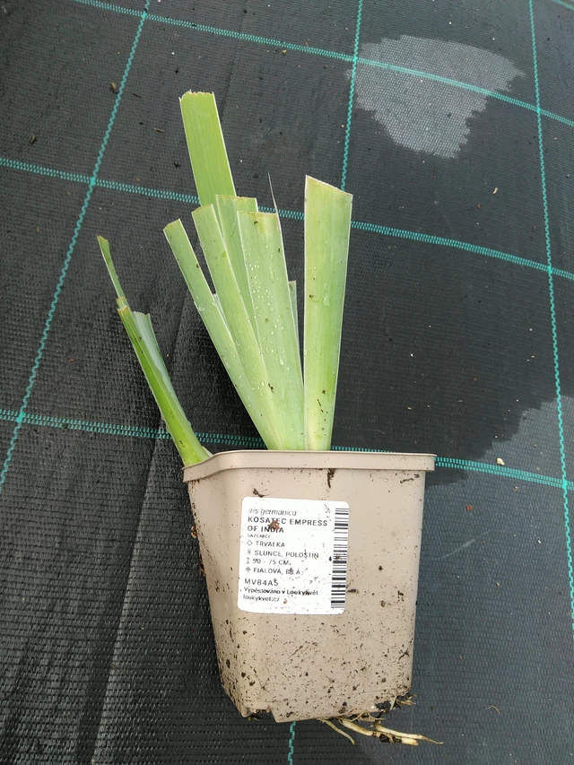 Kurjenmiekka Empress of India - 28. 7. 2025