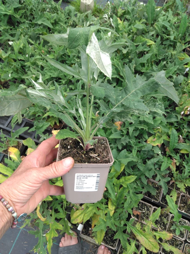 Balkaninpallo-ohdake Blue Glow - 2024