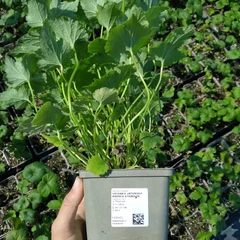 Plantón grande