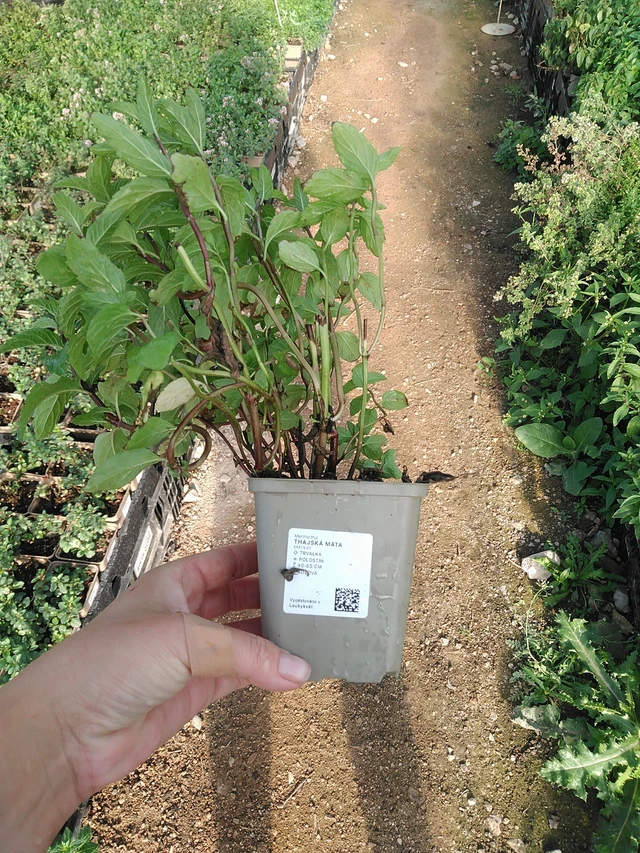 Thaiminttu - 19. 8. 2025