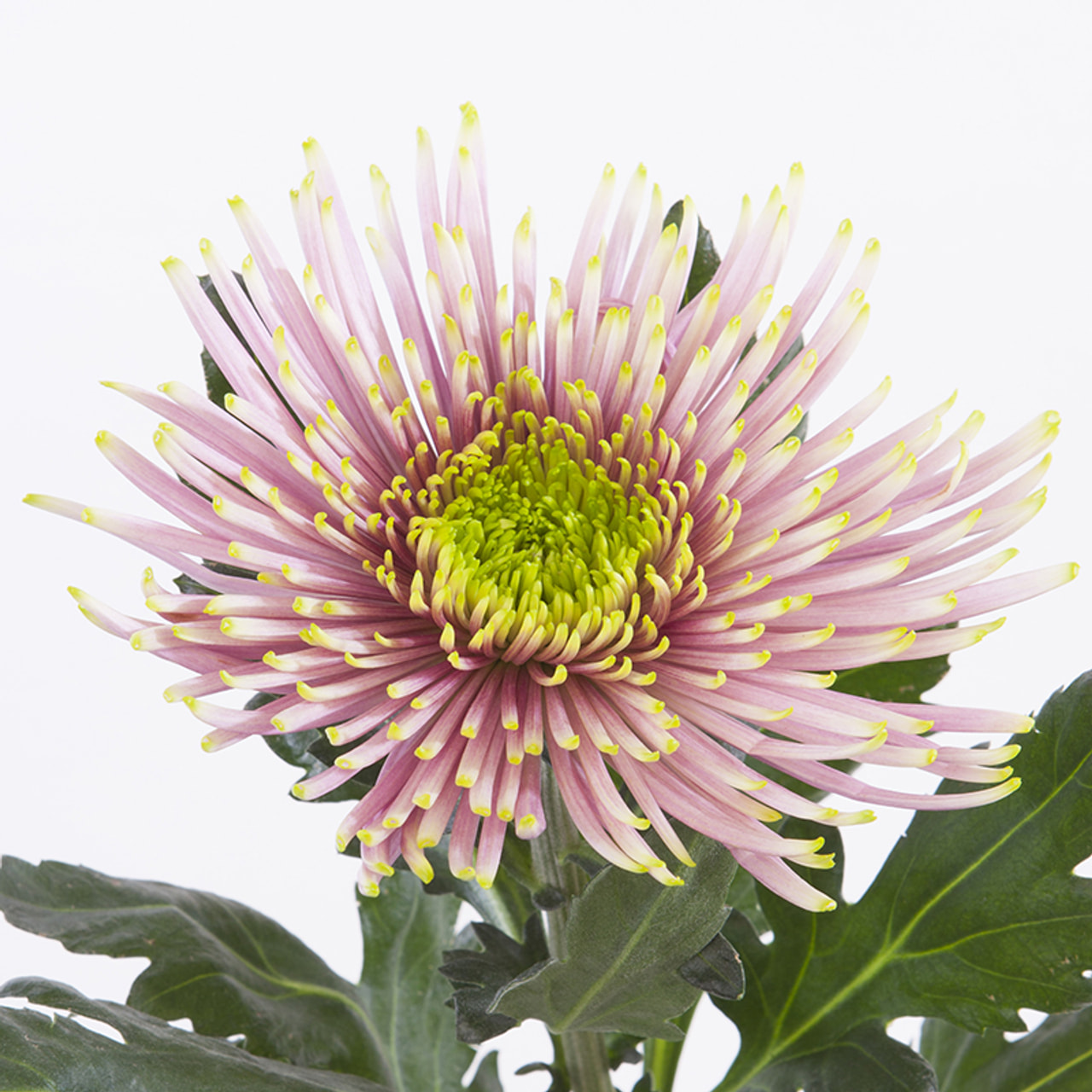 Chrysantheme Tula Pink, Loukykvět