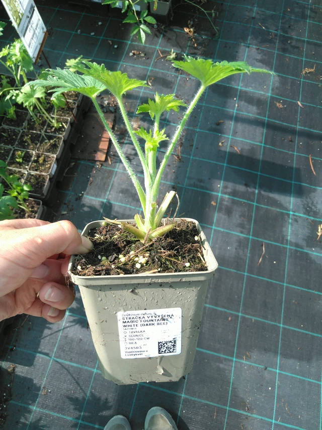 Jaloritarinkannus Magic Fountains White (Dark Bee) - 11. 7. 2025