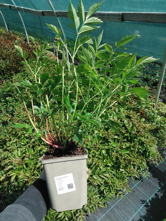 Jaloangervo Europa - 13. 5. 2025