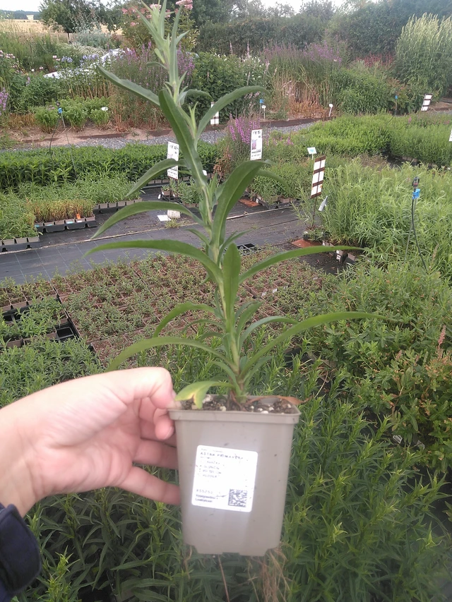 Asteri Primavera - 11. 7. 2025