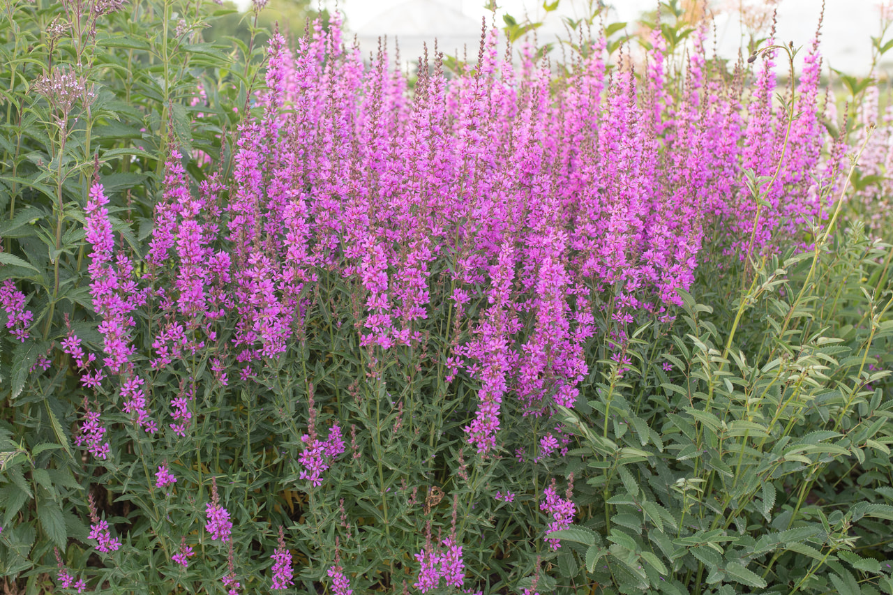 Rantakukka Dropmore Purple, Loukykvět