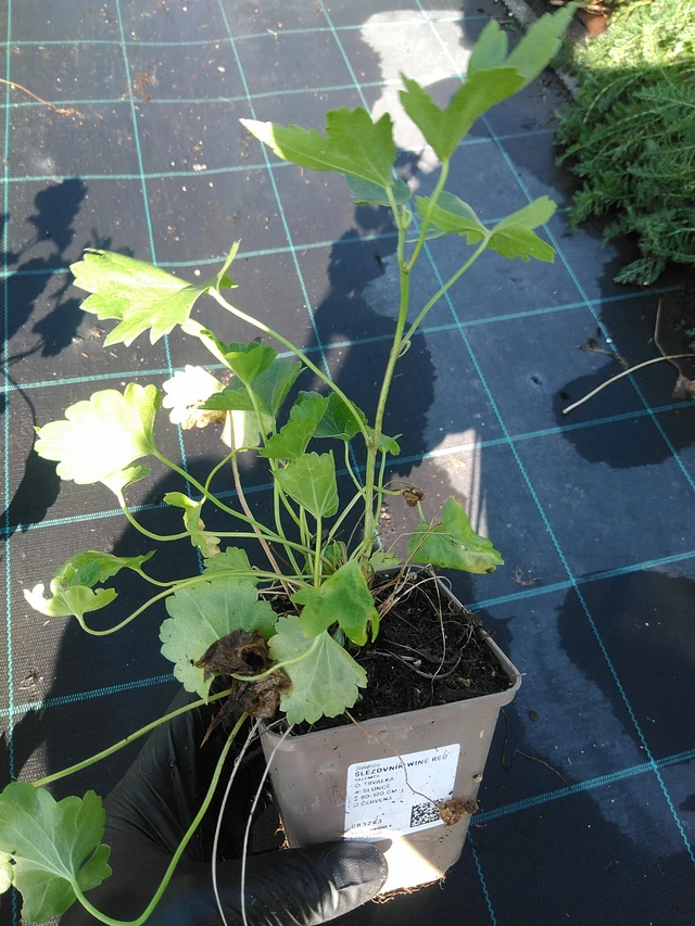 Sidalcea Wine Red - 19. 8. 2025