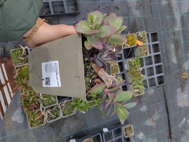 Sedum Matrona - 21. 4. 2026