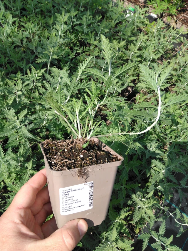 Pioska Blue Spire - 2024