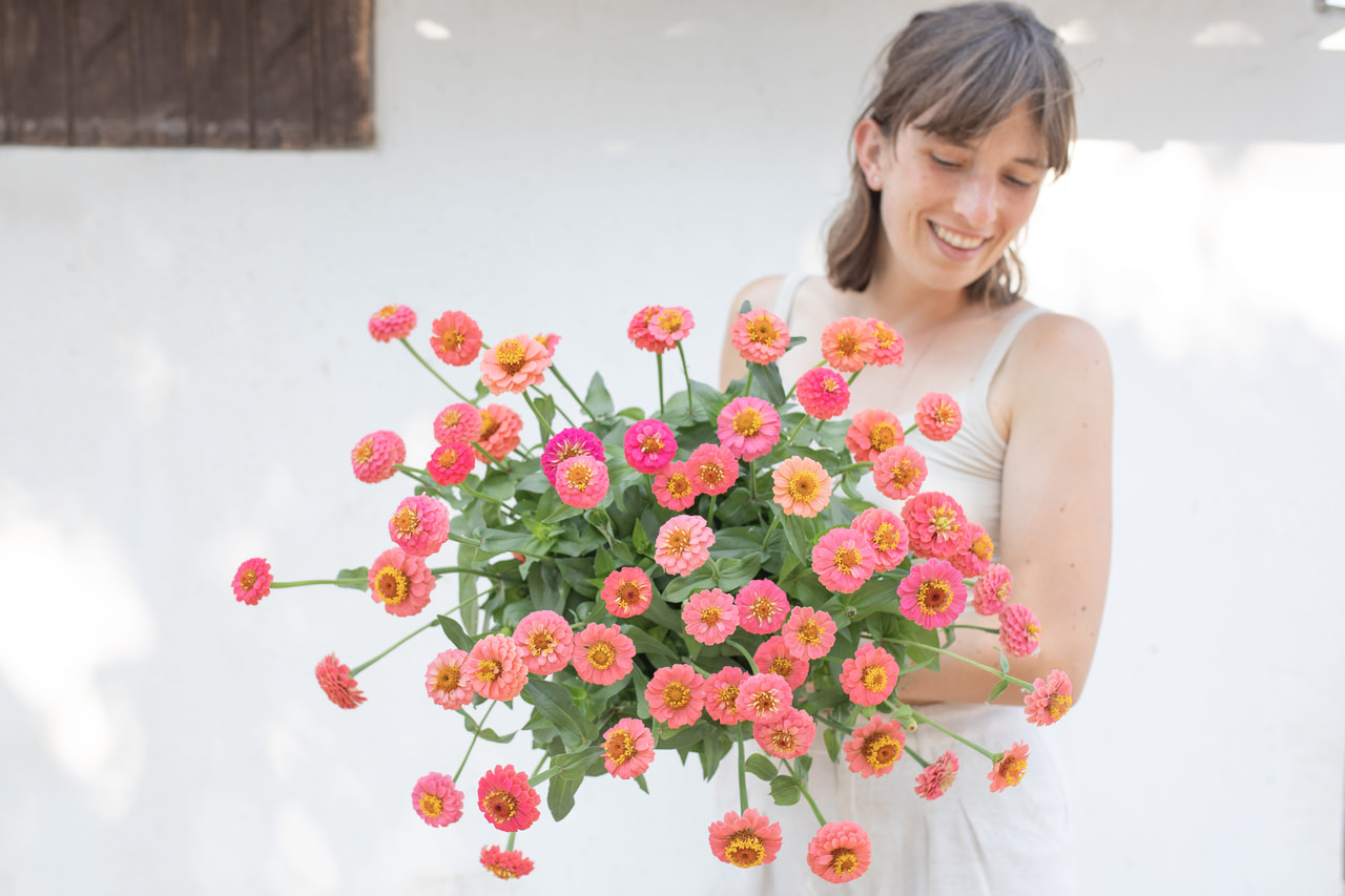 Zinnia Lilliput Salmon, Loukykvět