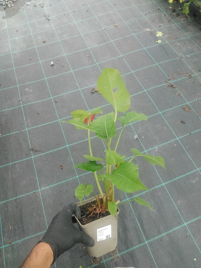 Tatar Dark Red - 10. 9. 2025