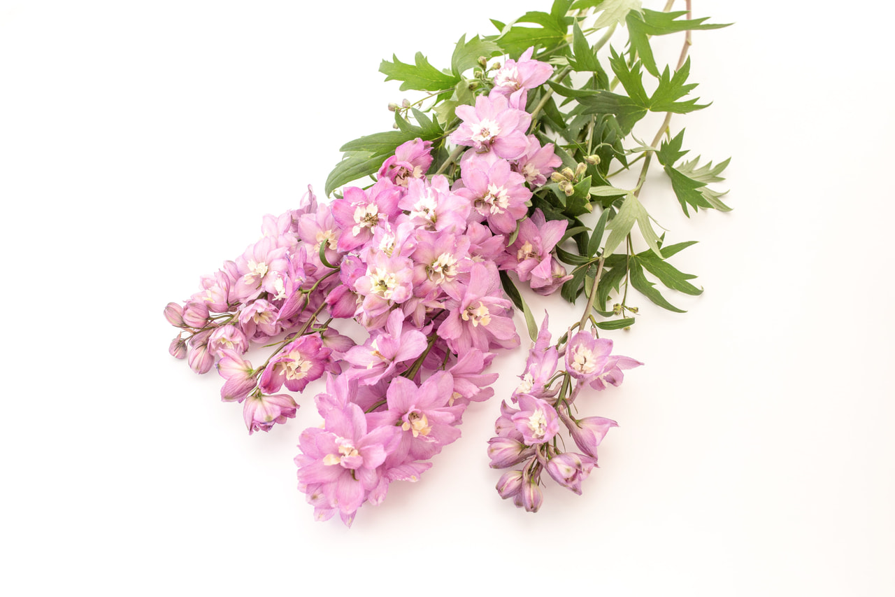 Larkspur Benary’s Pacific Astolat, Loukykvět