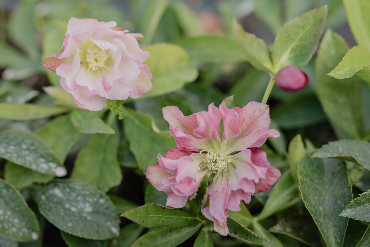 Jouluruusu Double Ellen Pink, Loukykvět