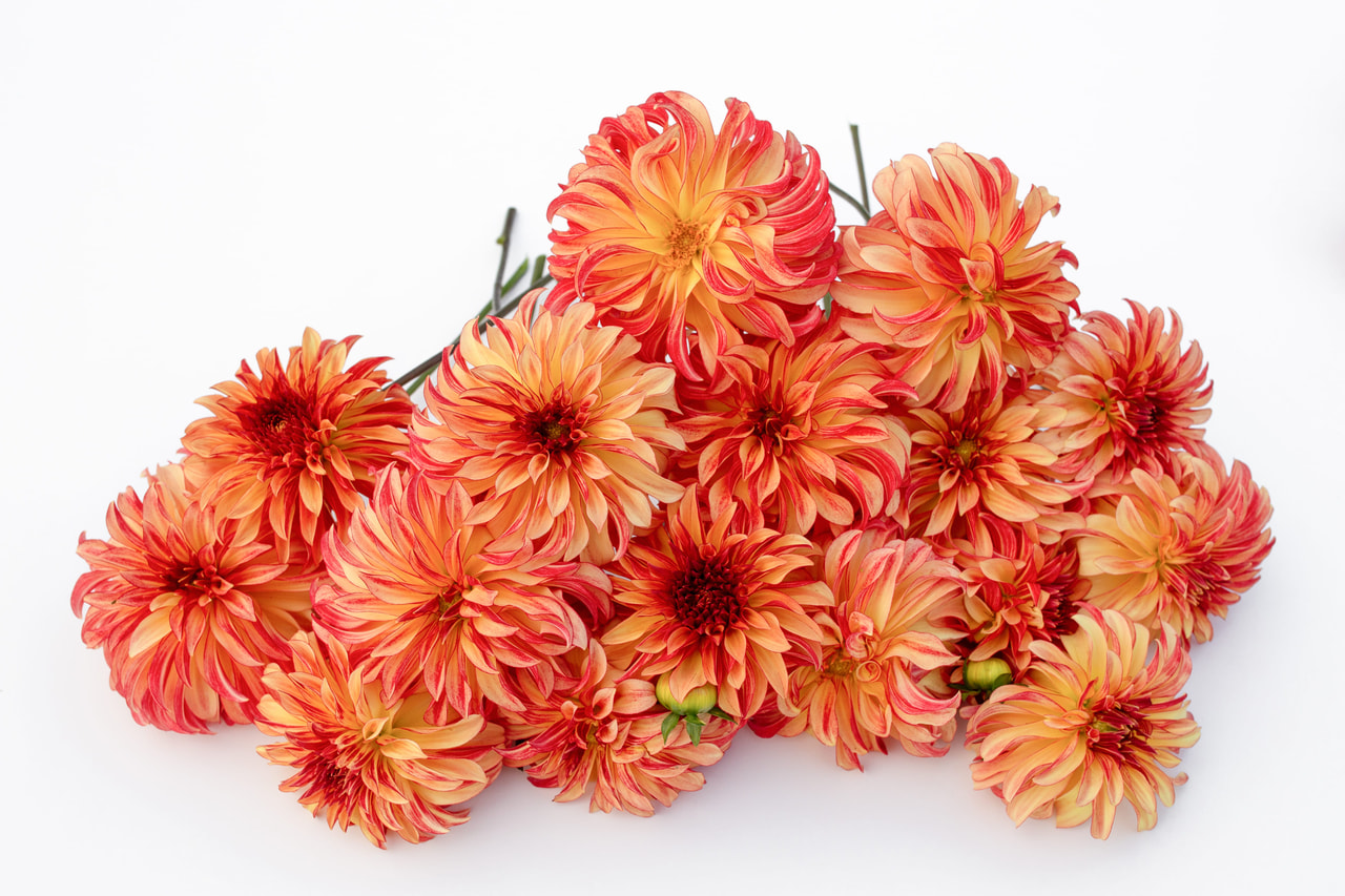 Dalia Irish Pinwheel, Loukykvět