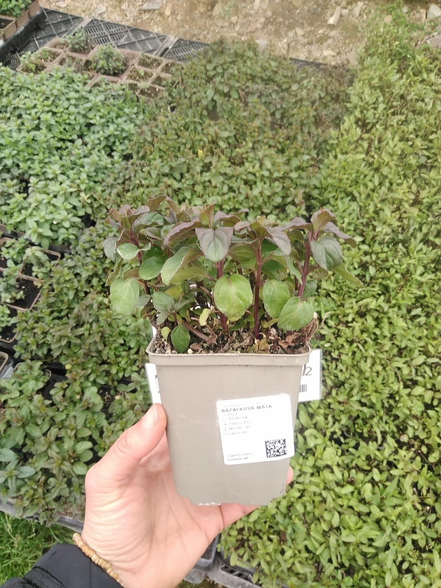 Basilikaminttu - 20. 4. 2026