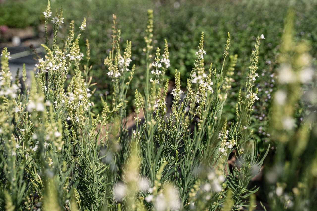 Linaria Springside White, Loukykvět