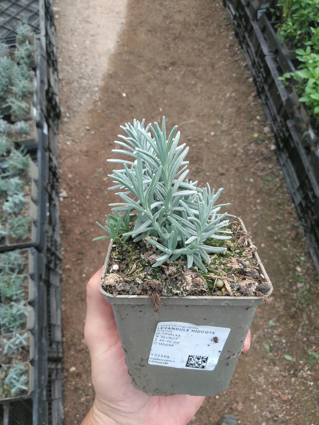 Levandule Hidcote - 25. 7. 2025