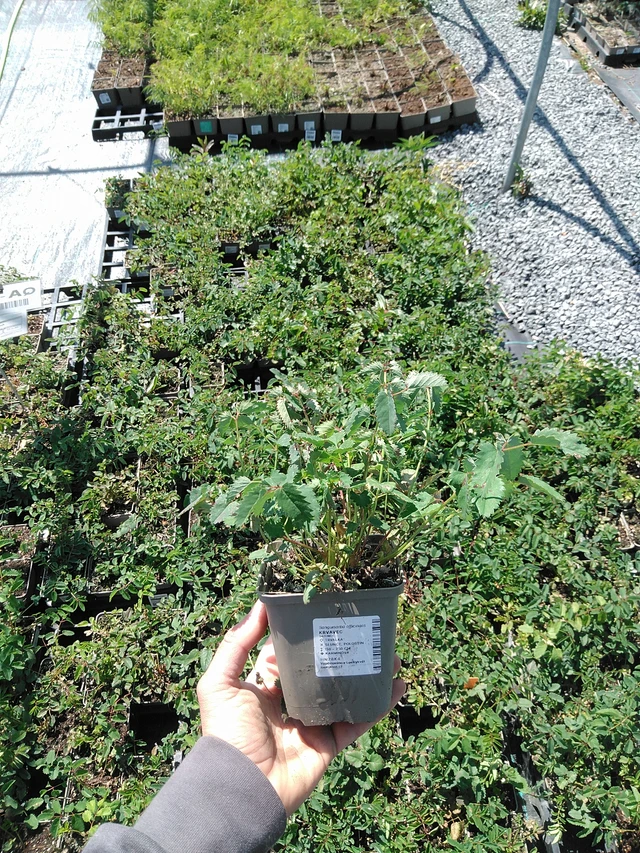 Luppio - 13. 5. 2025