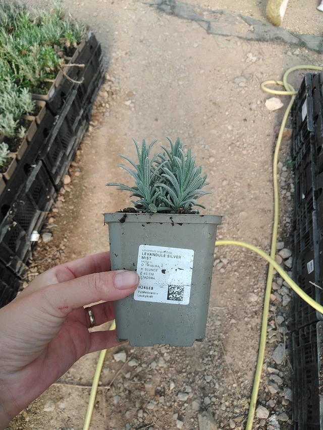 Laventeli Silver Mist - 19. 8. 2025