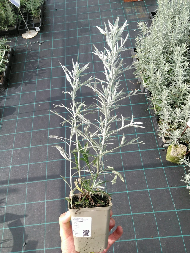 Artemisa Silver Queen - 28. 7. 2025