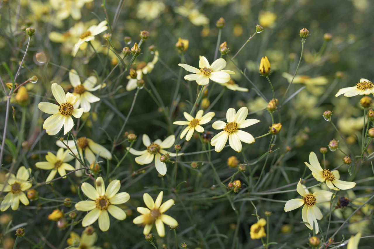 Coreopsis Moonbeam, Loukykvět