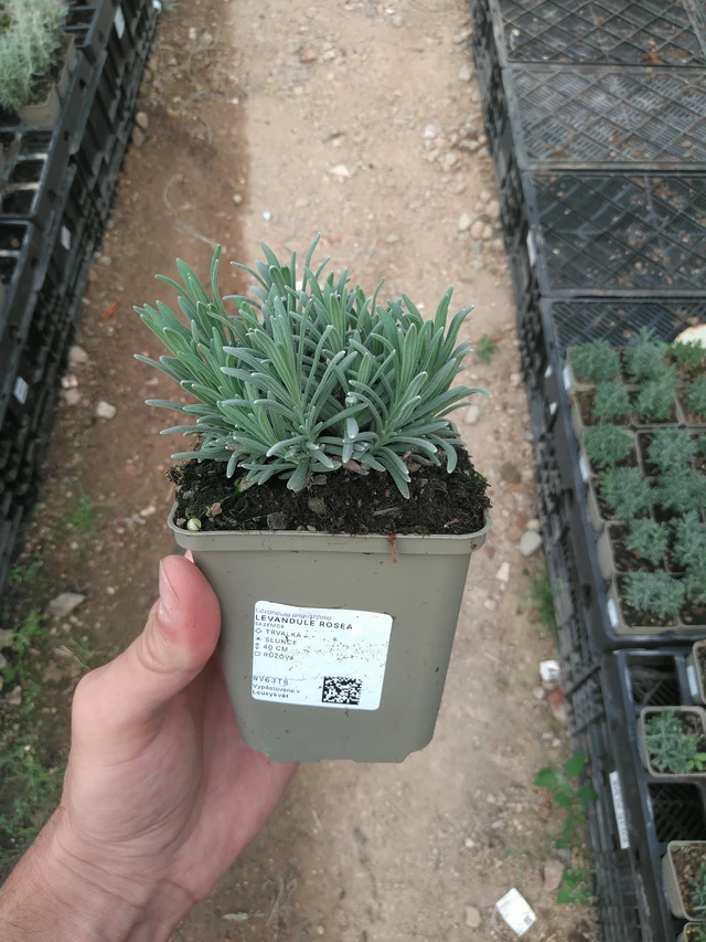 Laventeli Rosea - 25. 7. 2025