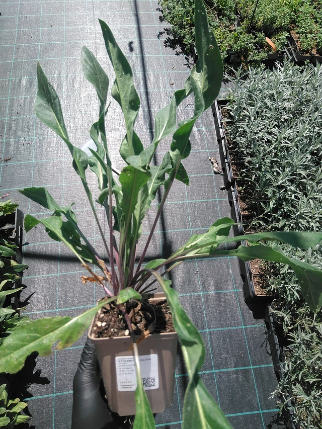 Illakko violetti - 19. 8. 2025