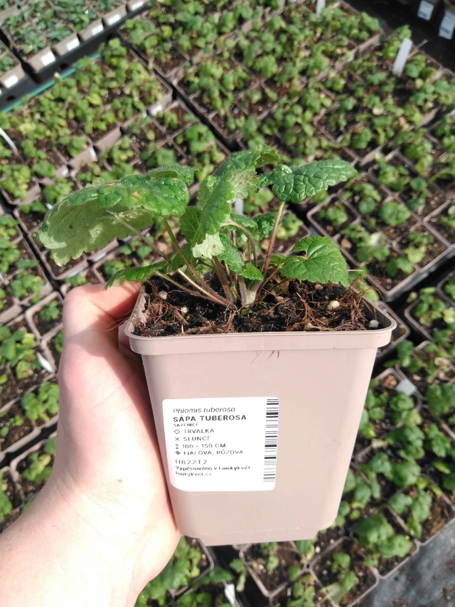 Paloyrtti Tuberosa - 2024