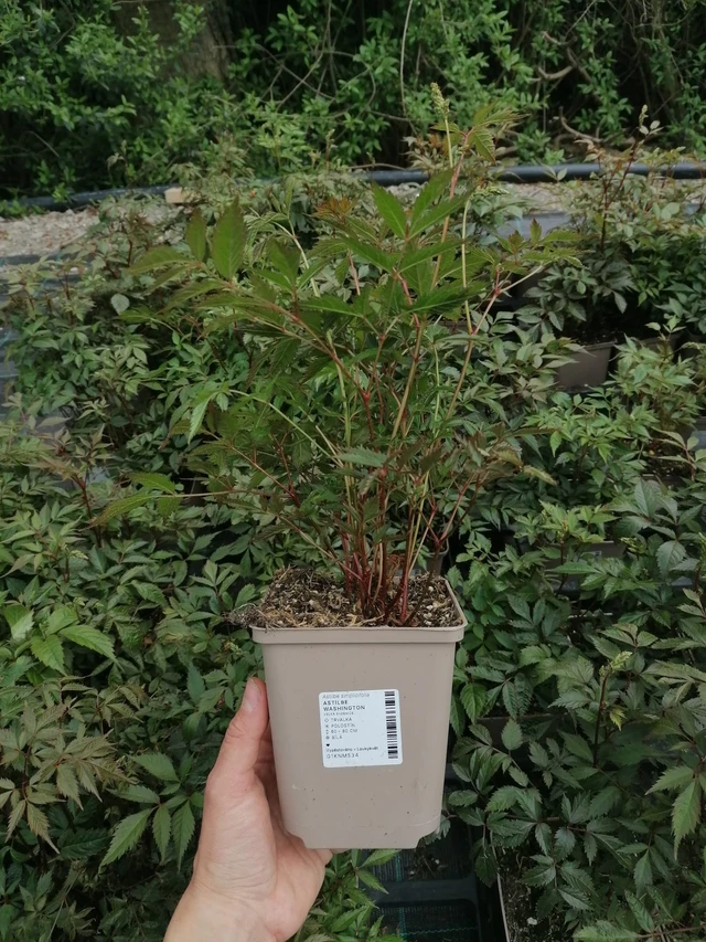 Jaloangervo Washington - 2024