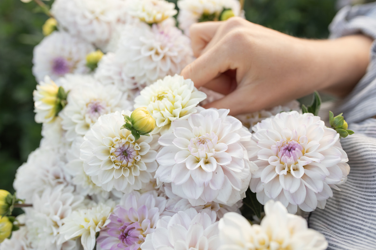Daalia Cayen, Loukykvět
