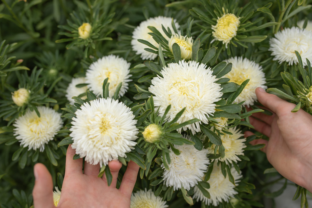 Kiinanasteri Lady Coral Cream White, Loukykvět