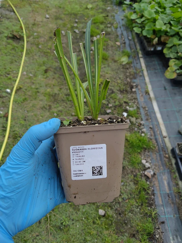 Liatris Floristan Violett - 10. 9. 2025