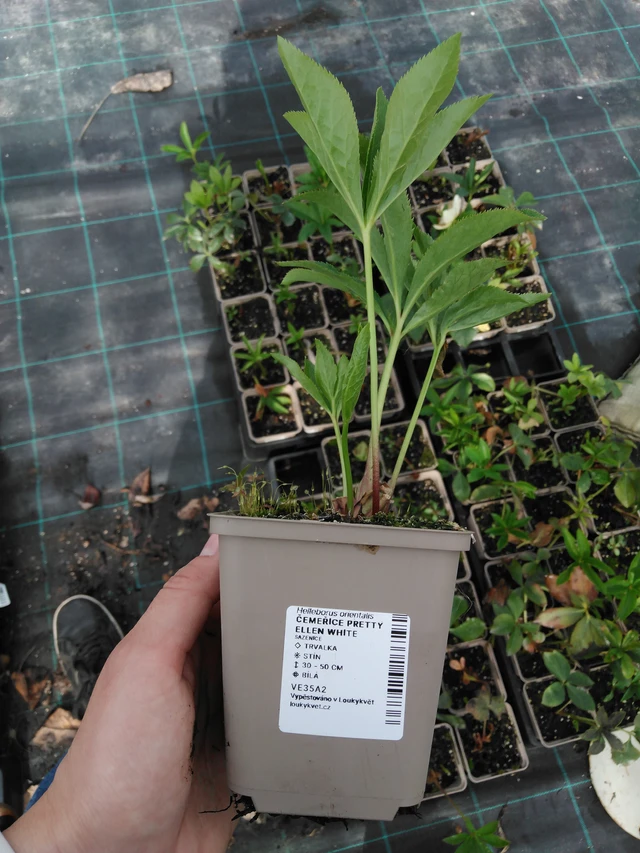 Jouluruusu Pretty Ellen White - 2024