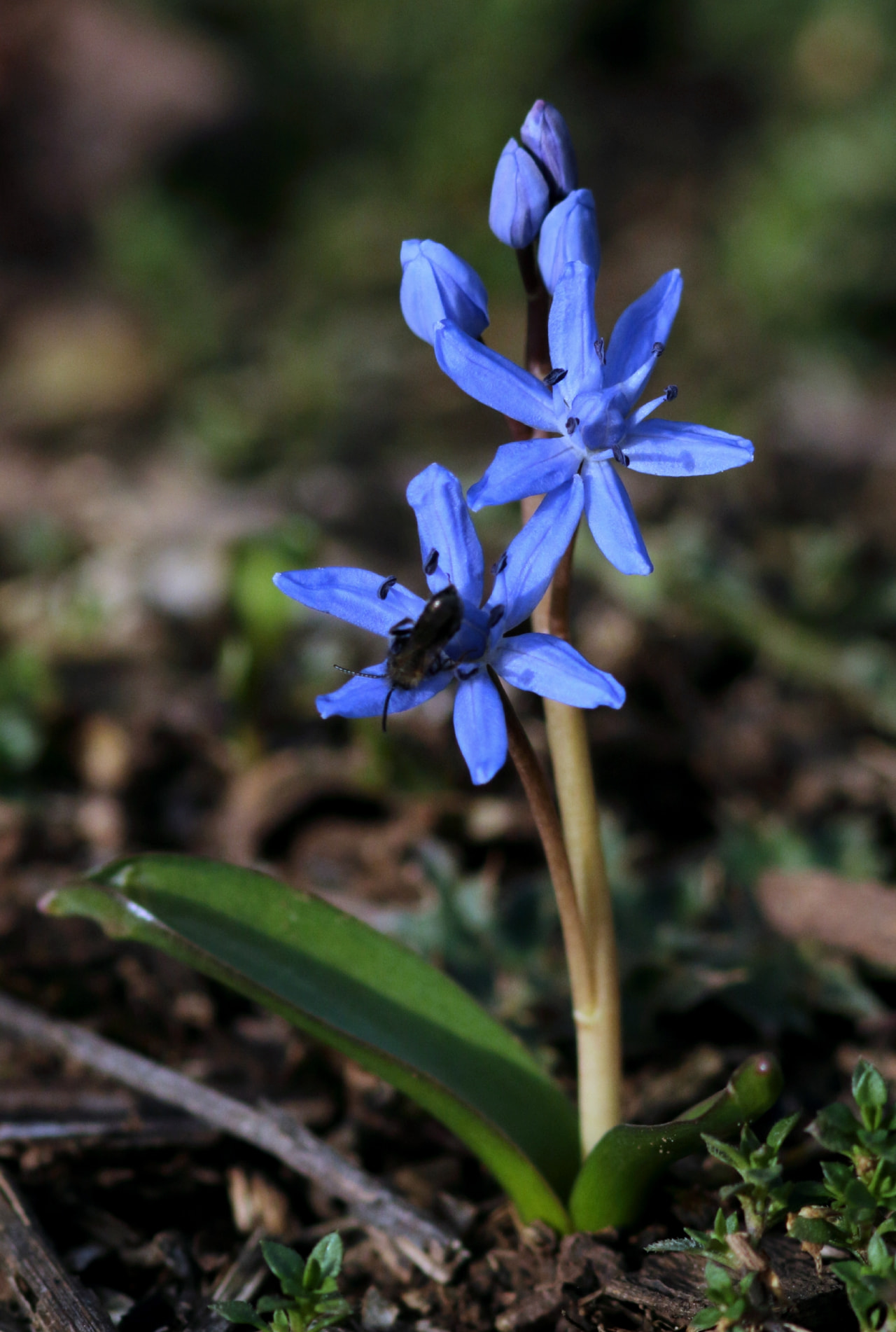 Scilla bifolia, Loukykvět