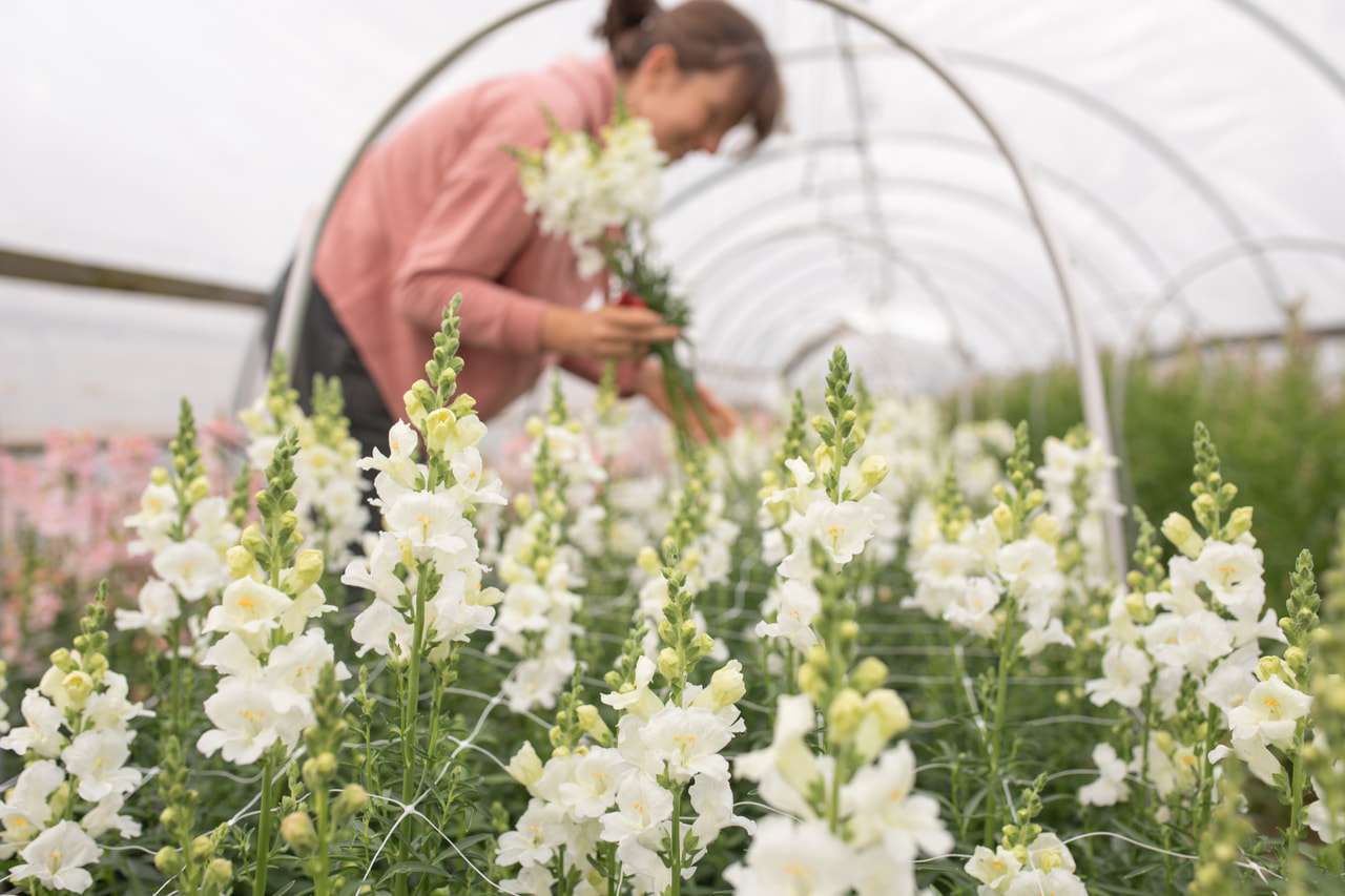 Leijonankita Frappe White, Loukykvět