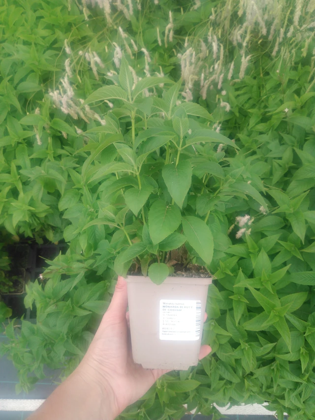 Väriminttu Beauty of Cobham - 2024