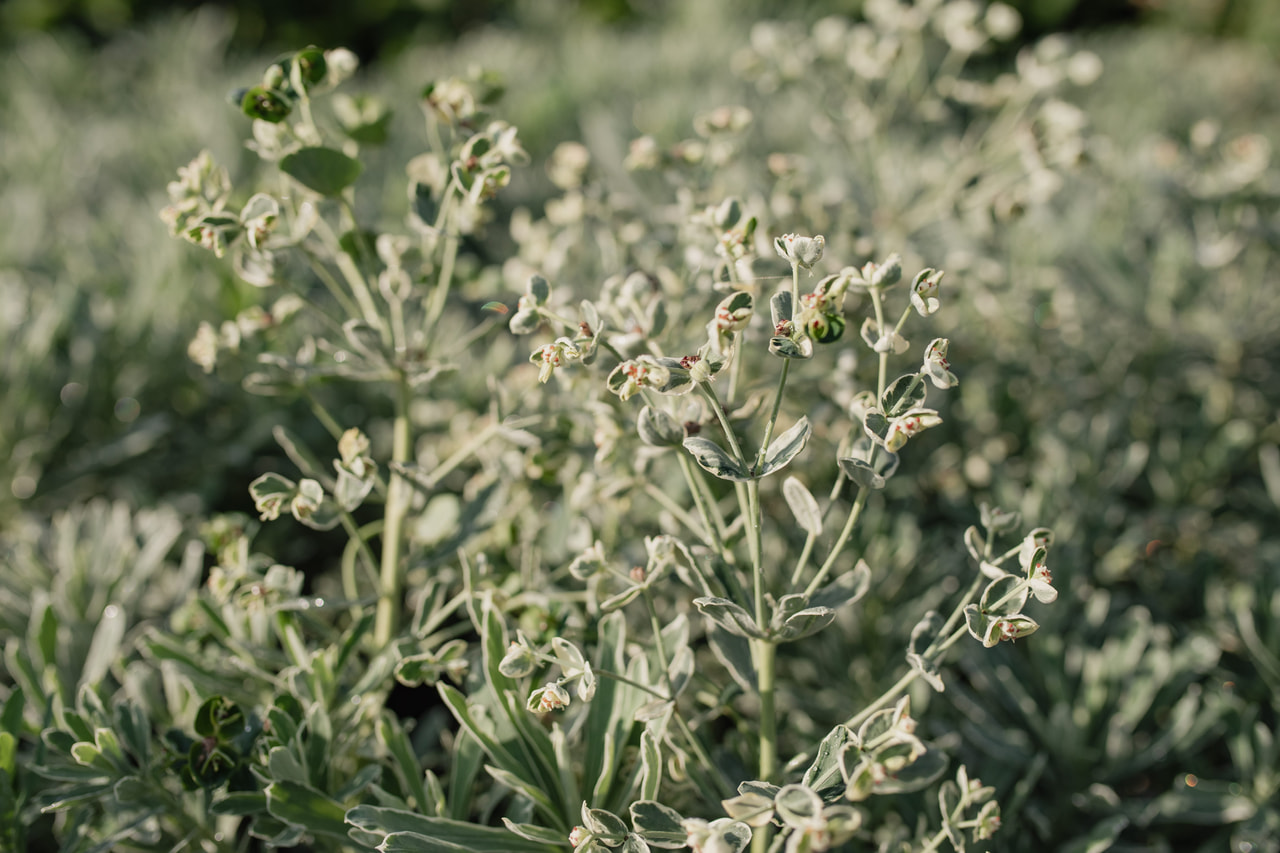 Euphorbia Silver Swan, Loukykvět