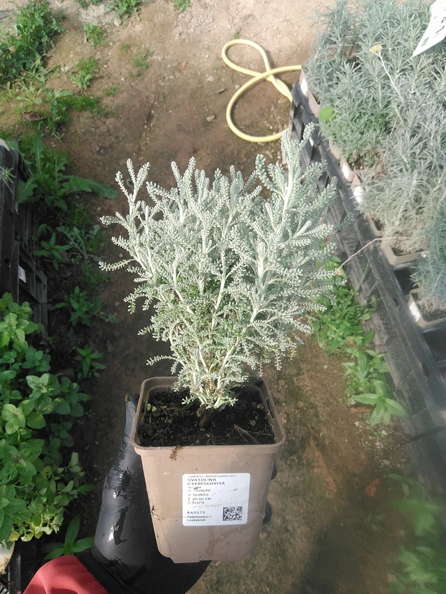 Hopeasantoliina - 13. 10. 2025