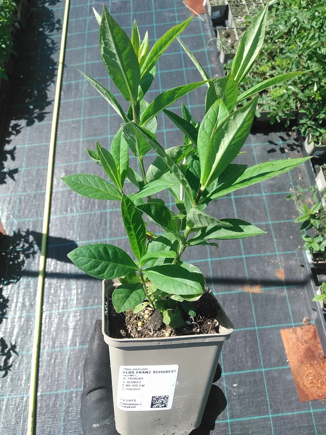 Leimu Franz Schubert - 1. 7. 2025