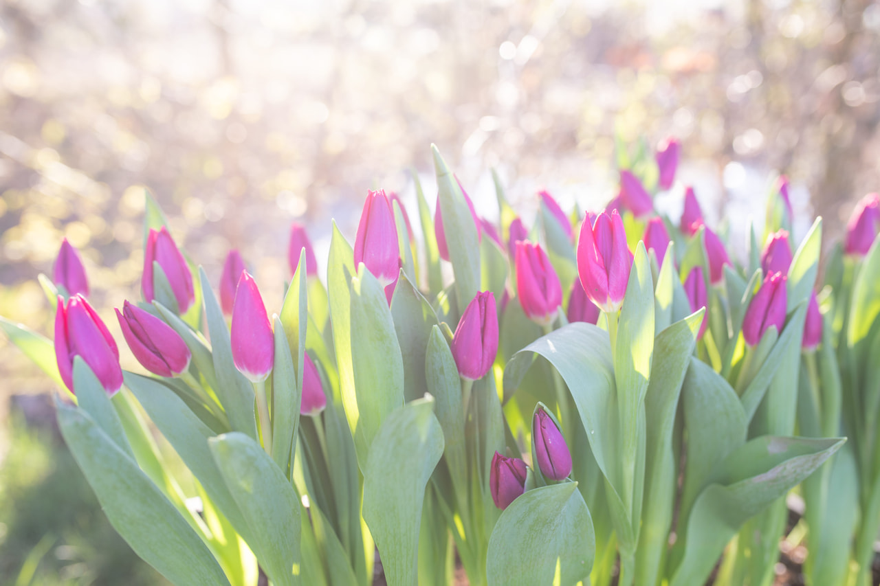 Tulppaani Pink Ardour, Loukykvět