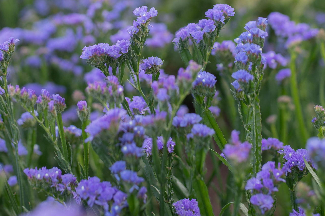 Estátice QIS Pale Blue, Loukykvět