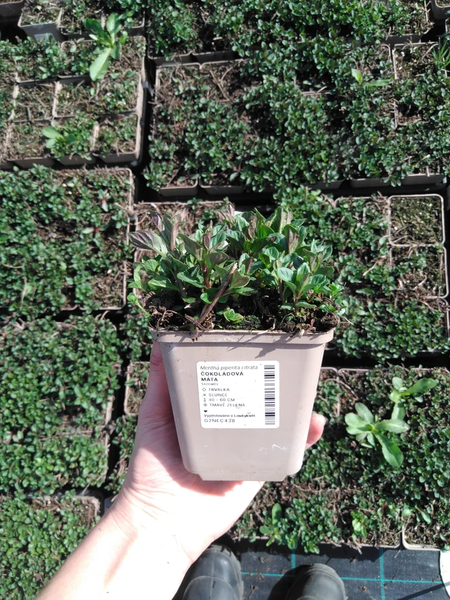 Basilikaminttu - 2024