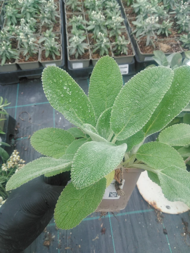 Nukkapähkämö Cottons Boll - 10. 9. 2025