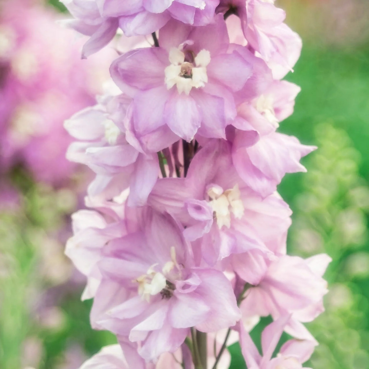 Delphinium Magic Fountains Deep Rose (White Bee), Loukykvět